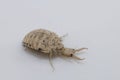 A small ant-lion larvae Royalty Free Stock Photo
