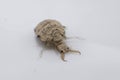 A small ant-lion larvae Royalty Free Stock Photo