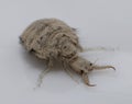 A small ant-lion larvae