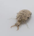 A small ant-lion larvae