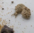 A small ant-lion larvae