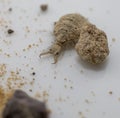 A small ant-lion larvae Royalty Free Stock Photo