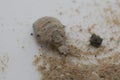 A small ant-lion larvae