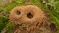 A small ant nest, ants moving inside