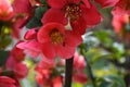 Small ant on the petal of a red flower Royalty Free Stock Photo