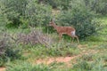 Small antelope Dik-Dik, Africa