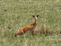 Small Antelope Oribi, Ourebia ourebi, in tall grass Senkelle Swayne`s Hartebeest sanctuary, Ethiopia Royalty Free Stock Photo