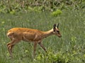 Small Antelope Oribi, Ourebia ourebi, in tall grass Senkelle Swayne`s Hartebeest sanctuary, Ethiopia