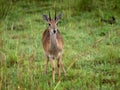 Small antelope startled looks Royalty Free Stock Photo