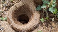 Small anthill in the backyard in the rural region of the Jardim das Oliveiras neighborhood.