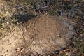 A small anthill in the deciduous forest. A mound in which ants l Royalty Free Stock Photo