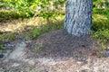 A small anthill in the deciduous forest. A mound in which ants l Royalty Free Stock Photo
