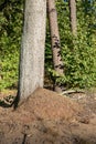 A small anthill in the deciduous forest. A mound in which ants l Royalty Free Stock Photo