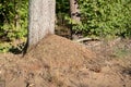 A small anthill in the deciduous forest. A mound in which ants l Royalty Free Stock Photo