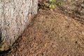 A small anthill in the deciduous forest. A mound in which ants l Royalty Free Stock Photo