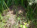 Anthill in the lush green meadow, natural habitat of hardworking ants Royalty Free Stock Photo