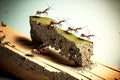 Small ants carrying large wooden piece for their anthill