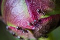 Small ants crawling on a peony bud