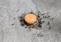 Small ants eating sweet candy. Concept of teamwork Royalty Free Stock Photo