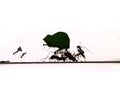 small ants isolated