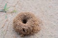 Small ants nest in the ground Royalty Free Stock Photo
