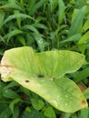 small ants on taro leaves