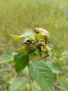 Small ants at the tip of a green plant guard aphid colony. Symbiosis in nature. Spring plants and insects