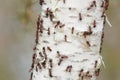 Small ants using a birch tree as a pathway to resources in Estonian forest.
