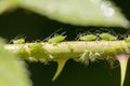 Small black aphid on a green leaf in the open air close up Royalty Free Stock Photo