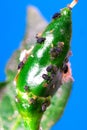 Small aphid on a green leaf in the open air