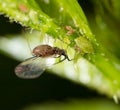 A small aphid on a green plant Royalty Free Stock Photo