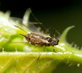 A small aphid on a green plant Royalty Free Stock Photo