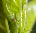 A small aphid on a green plant Royalty Free Stock Photo