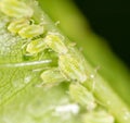 A small aphid on a green plant Royalty Free Stock Photo