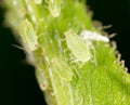 A small aphid on a green plant Royalty Free Stock Photo