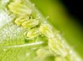 A small aphid on a green plant Royalty Free Stock Photo