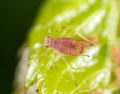 A small aphid on a green plant Royalty Free Stock Photo