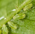 A small aphid on a green plant Royalty Free Stock Photo