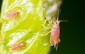 A small aphid on a green plant Royalty Free Stock Photo