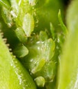 A small aphid on a green plant Royalty Free Stock Photo