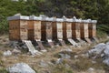 Small apiary with bee hives farm photo