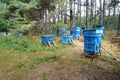 A small apiary, bee yard with many blue beehives with honeybees transported to the pine forest close to a sunflower field