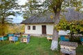 Small apiary with colorful hives in a yard of traditional old country house, cloudy autumn day, green ecological tourism