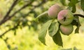 Small apple fruits in the tree with copy space Royalty Free Stock Photo