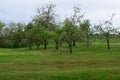 Small apple orchard Royalty Free Stock Photo