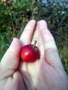 Small apple