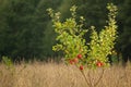 Small apple tree