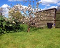 Small apple tree in blossom.