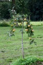 Small Apple Tree growing in a garden