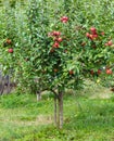 Small apple tree in a garden